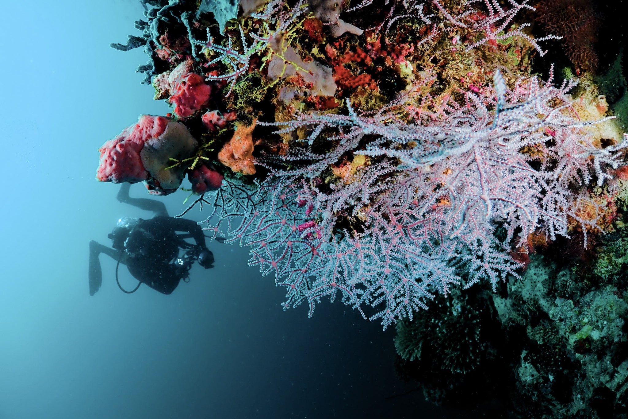 a person scubas in the water near a coral reef in Velavaru, Maldives